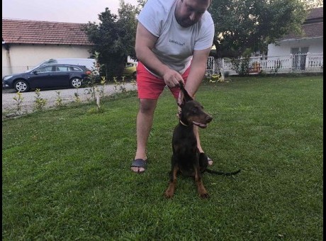 1  dobermani   n0925.jpg
